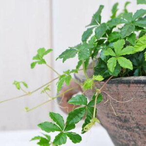 パーセノシッサス シュガーバイン 観葉植物 パーセノシッサス