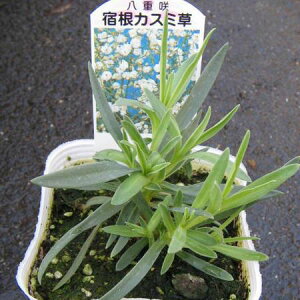 カスミソウ 苗の人気商品 通販 価格比較 価格 Com