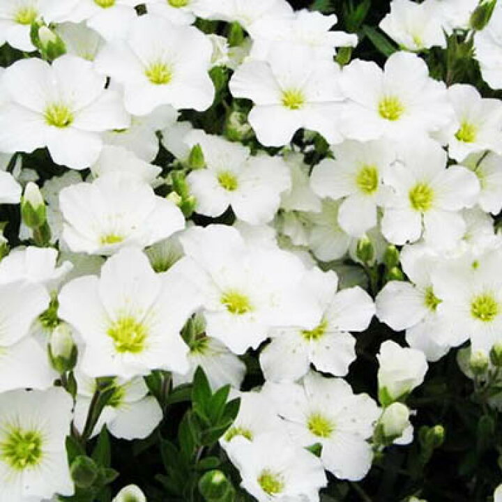 楽天市場 アレナリア モンタナ4株セット 花苗 可愛らしい丸弁の純白の花を咲かせる 植え替えると大株に育って株いっぱいに可愛らしい白の花を一面に咲かせてくれます 販売 通販 種類 母の日 花 ガーデニング岐阜緑園