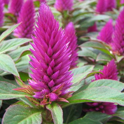 楽天市場 ピンクのキャンドル セロシア ベネズエラ苗 花苗 母の日 花 ガーデニング岐阜緑園