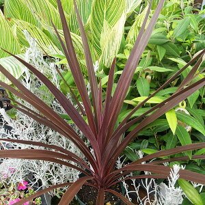 RWl I[XgX4A ϗtA RWl RfBl ̔ ʔ  bh 