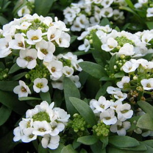 XEB[gAbT4 Â̂ Ԋy߂ԕc ̔ ʔ 