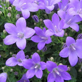 ベルフラワー 花苗 ブルーのベルのような花を株いっぱいに咲かせてくれる花 プランターやコンテナに植え込めば毎年楽しめる宿根草です販売 通販 種類