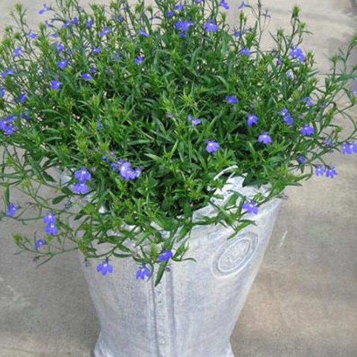 楽天市場 ロベリア ブルースター大苗 花苗 宿根草 販売 通販 種類 母の日 花 ガーデニング岐阜緑園