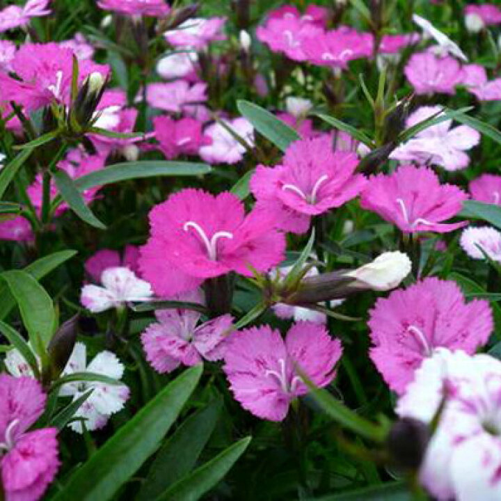 楽天市場 ナデシコ花色が変わる なでしこ七変化ナデシコ 花苗 母の日 花 ガーデニング岐阜緑園