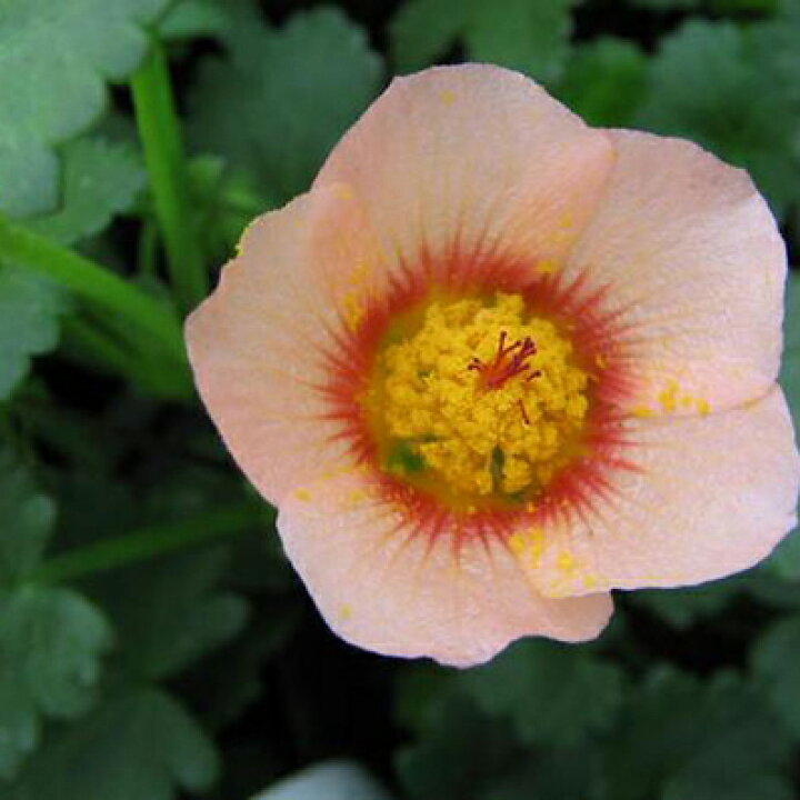 楽天市場 マルバストラム 花苗 可愛らしいアプリコット色の花を次々咲かせてくれる人気の花 フェンスやトレリスに絡ませたりグランドカバーなどにも最適 販売 通販 種類 母の日 花 ガーデニング岐阜緑園