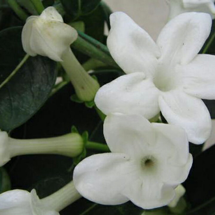 楽天市場 マダダスカルジャスミン 4号サイズ 鉢植え マダダスカルジャスミン 鉢花 甘い香りを楽しませてくれるマダダスカルジャスミン 母の日 花 ガーデニング岐阜緑園