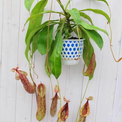 楽天市場 ネペンテス ダイエリアーナ 食虫植物 非常に珍しい超巨大 販売 通販 種類 母の日 花 ガーデニング岐阜緑園
