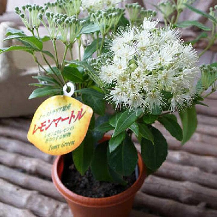 楽天市場 レモンマートル 3 5号サイズ レモンより凄い 花苗 ハーブ 母の日 花 ガーデニング岐阜緑園