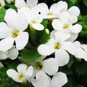 փoRp uU[h zCg ԕc ̑֍炫 ]Ԃ傫nMO񂹐A ̔ ʔ 