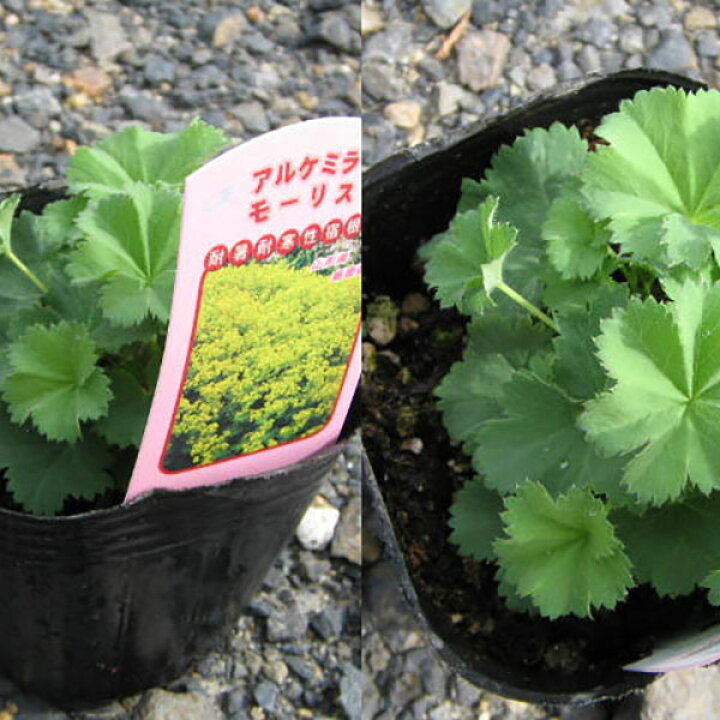 楽天市場 アルケミラモリス 花苗 宿根草 ロックガーデンやイングリッシュガーデン等に人気の植物 販売 通販 種類 母の日 花 ガーデニング岐阜緑園 楽天市場 アルケミラモリス 花苗 宿根草 ロックガーデンやイングリッシュガーデン等に人気の植物 販売 通販 種類 母の日 花 ガーデニング岐阜緑園