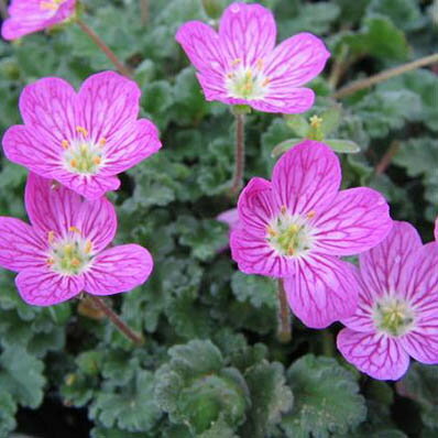 楽天市場 姫フウロソウ ピンク ロックガーデンに花苗 販売 通販 種類 母の日 花 ガーデニング岐阜緑園