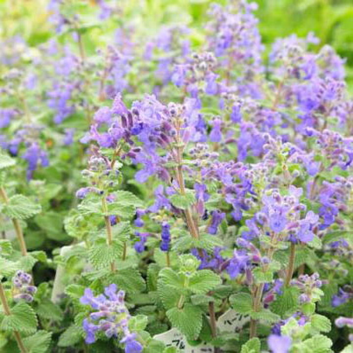 楽天市場 キャットミント 空色の花が素敵な花のついた大株で次々と咲いてくれる花です 宿根草 販売 通販 種類 母の日 花 ガーデニング岐阜緑園 楽天市場 キャットミント 空色の花が素敵な花のついた大株で次々と咲いてくれる花です 宿根草 販売 通販 種類 母の日 花 ガーデニング岐阜緑園