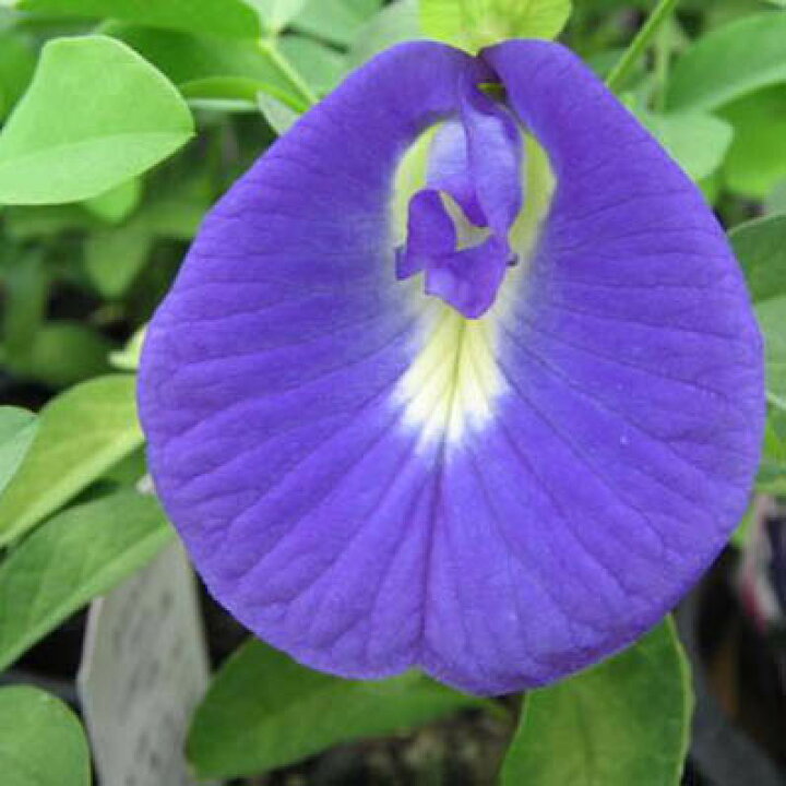 楽天市場 クリトリア グリーンカーテン 緑のカーテン ブルー 夏の花 おしゃれ 母の日 花 ガーデニング岐阜緑園