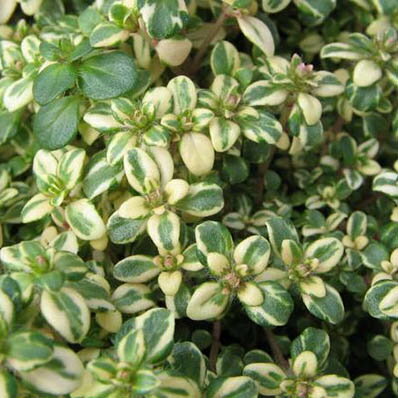 楽天市場 斑入りイブキジャコウソウ 花苗 グランドカバーや寄せ植え等に最適 販売 通販 種類 母の日 花 ガーデニング岐阜緑園