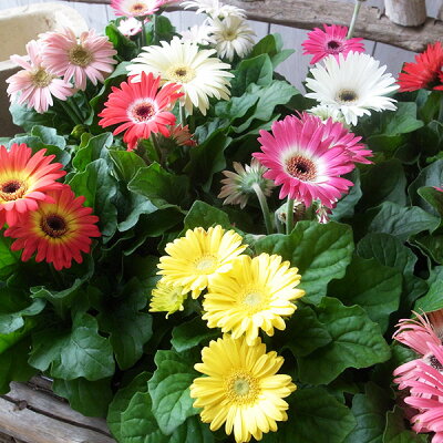 楽天市場 ミニ ガーベラ3株セット 花苗 花色豊富で華やかな花 販売 通販 種類 母の日 花 ガーデニング岐阜緑園