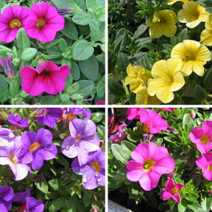 楽天市場 4種類から選べる カリブラコア こんもりと育ち次々咲く ガーデニング 花苗 母の日 花 ガーデニング岐阜緑園