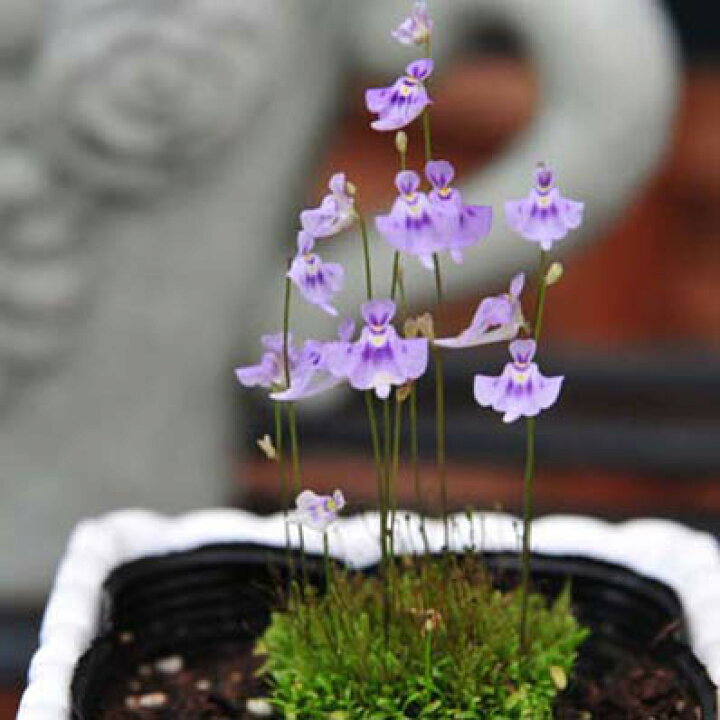 楽天市場 さくや姫 3号サイズ 鉢植え うさぎ苔の仲間 花がお姫様 食虫植物 サクヤヒメ お姫様が着物を広げた様な可愛らしい花を咲かせます 多年草 販売 通販 種類 母の日 花 ガーデニング岐阜緑園