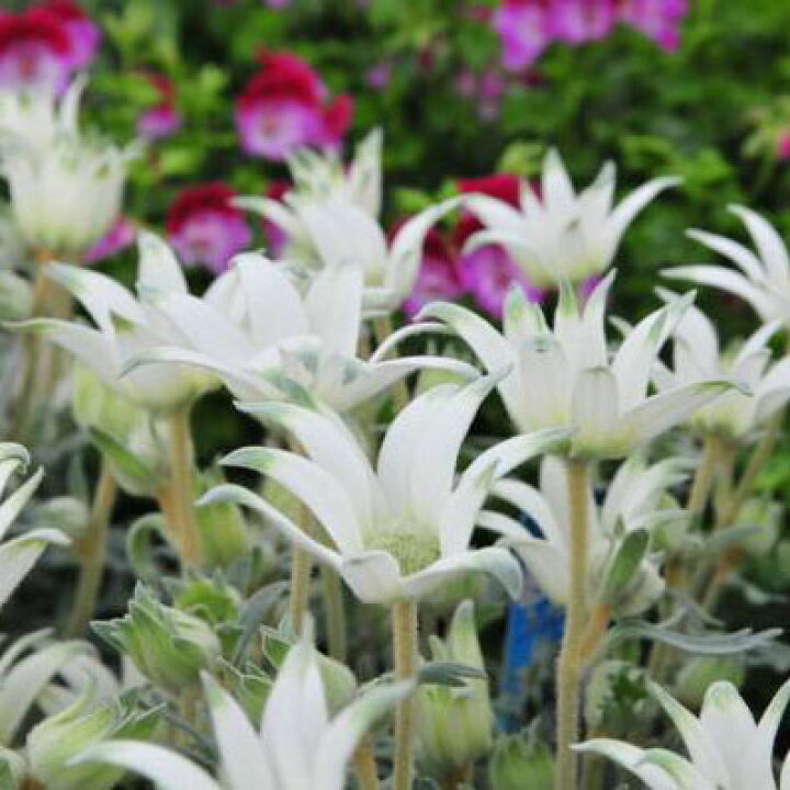 楽天市場 フランネルフラワー フェアリーホワイト5号 鉢植え 鉢花 オーストラリア原産の珍しい花 販売 通販 種類 母の日 花 ガーデニング岐阜緑園 楽天市場 フランネルフラワー フェアリーホワイト5号 鉢植え 鉢花 オーストラリア原産の珍しい花 販売 通販 種類 母の日 花 ガーデニング岐阜緑園