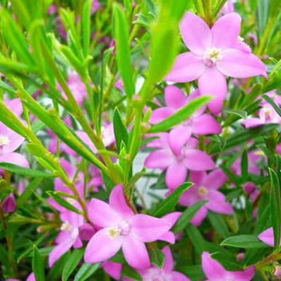 楽天市場 サザンクロス ピンク 花苗 星型のピンクの花が可愛らしい 寄せ植え等に人気の花 販売 通販 種類 母の日 花 ガーデニング岐阜緑園