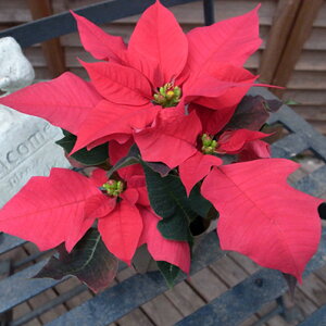 |CZ`A2.5A炵~j`ATCYyԁzyNX}Xzyv[gz/̔/ʔ/