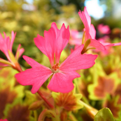 もみじ葉ゼラニューム　ピンクファイヤー苗 花と葉色が寄せ植えに最適 花苗 ゼラニウム モミジ 販売 通販 種類 | 母の日 花 ガーデニング岐阜緑園