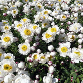 ヘリクリサム花かんざし ホワイト 白 花芽付き 3.5号 ハンギングや寄せ植え等にも人気 花苗 販売 通販 種類
