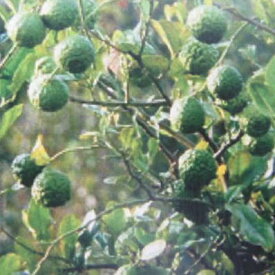 コブミカン 苗 冬越し可能なコブミカン トムヤンクンに必ず入っているコブミカンの葉っぱ