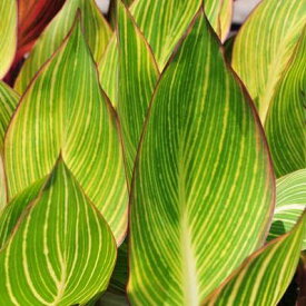 カンナ ベンガルタイガー 黄色 イエローのストライプ 観葉植物
