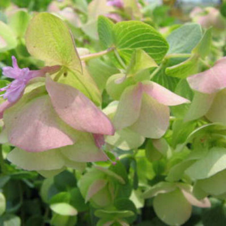 楽天市場 オレガノケントビューティー花芽付き オレガノ 幻想的なピンクの花で寄せ植えのワンポイントにまたハンギング等に最適 販売 通販 種類 グリーン 緑 母の日 花 ガーデニング岐阜緑園
