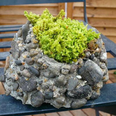 楽天市場 ミニチュア ロックガーデン 苔 観葉植物 母の日 花 ガーデニング岐阜緑園