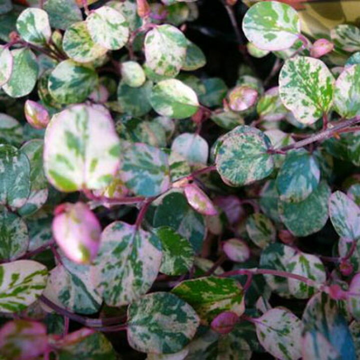 楽天市場 珍種 斑入りワイヤープランツ スポットライト苗 リーフプランツ 花苗 販売 通販 種類 母の日 花 ガーデニング岐阜緑園 楽天市場 珍種 斑入りワイヤープランツ スポットライト苗 リーフプランツ 花苗 販売 通販 種類 母の日 花 ガーデニング岐阜緑園