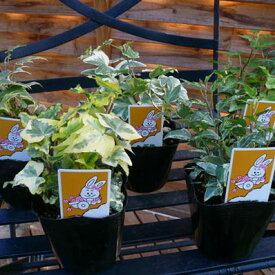 アイビー　5種類セット アイビー5株セット 丈夫で育て易い アイビー ヘデラ 苗 あいびー 植物