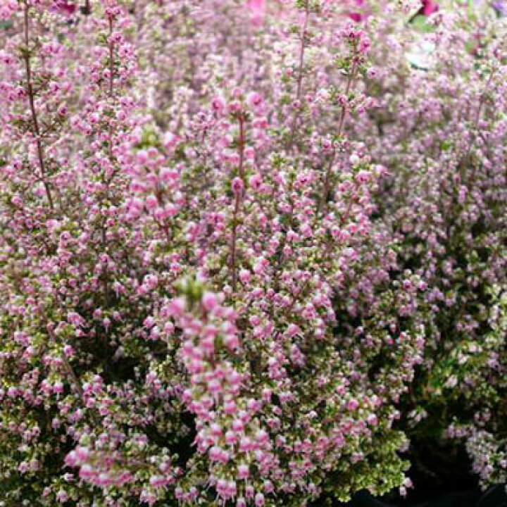 楽天市場 アワユキエリカ プリティレッド苗 花苗 販売 通販 種類 母の日 花 ガーデニング岐阜緑園
