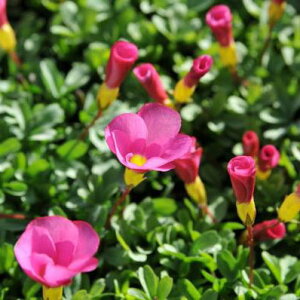 ILUX̋Pc/FN₩ȃsN􎟁Xy߂鋅ŖNy߂ԁBԉt/ԕc