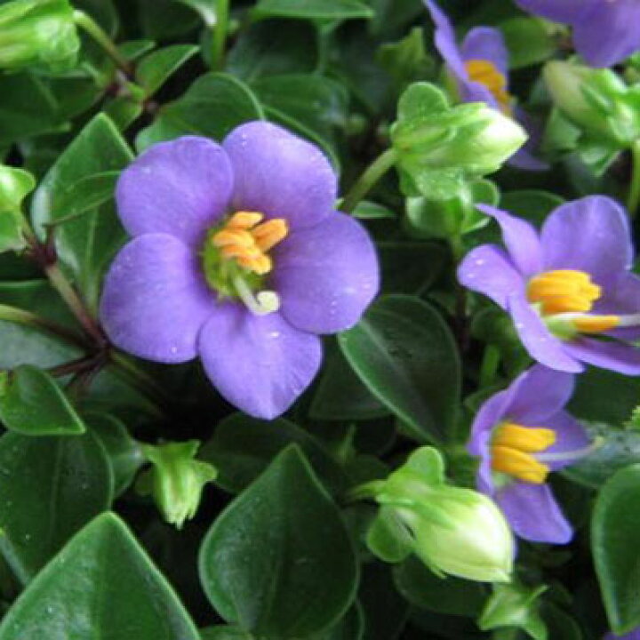 楽天市場 エキザカム 花苗 植え替えるとドーム状の大株に育ち可愛らしいブルーの花を次々咲かせてくれる 販売 通販 種類 母の日 花 ガーデニング岐阜緑園