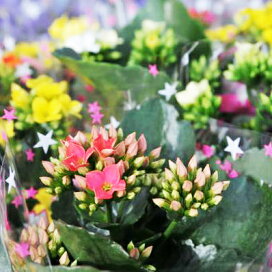 楽天市場 お花 植物の名前 カ行 カ カランコエ 母の日 花 ガーデニング岐阜緑園