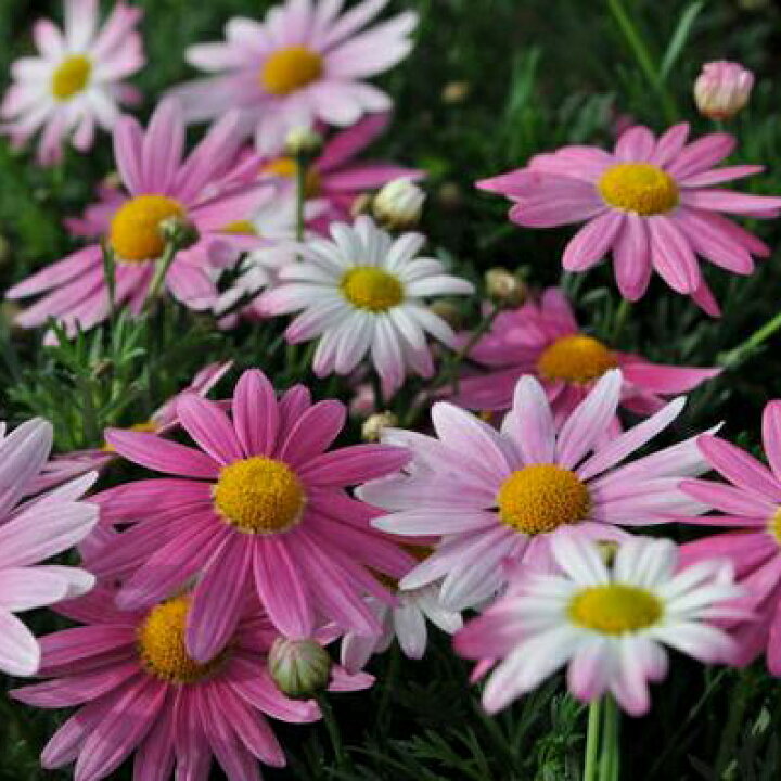 楽天市場 マーガレット ピンク6号 白 ピンクへ咲きすすむ 鉢花 母の日 花 ガーデニング岐阜緑園