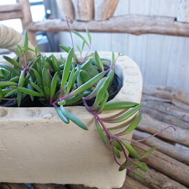 楽天市場 多肉 ルビーネックレスの通販