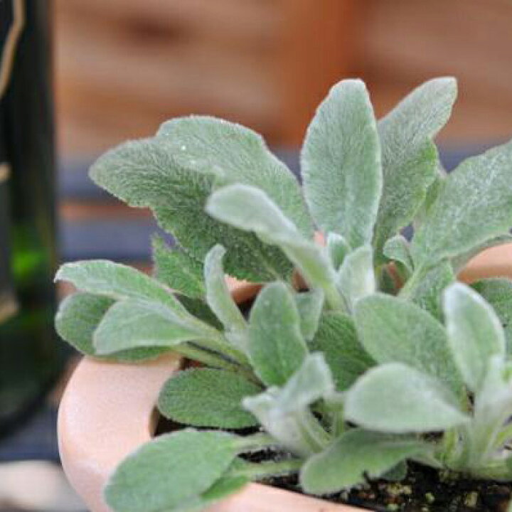 楽天市場 ラムズイヤー苗 寄せ植えガーデニングに人気 花苗 販売 通販 種類 母の日 花 ガーデニング岐阜緑園 楽天市場 ラムズイヤー苗 寄せ植えガーデニングに人気 花苗 販売 通販 種類 母の日 花 ガーデニング岐阜緑園