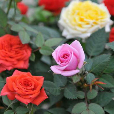 楽天市場 ミニバラ 薔薇 鉢植え 3 5号 販促 景品等に人気 色とりどり レッド ホワイト ピンク イエロー 鉢花 薔薇の苗 販売 通販 種類 母の日 花 ガーデニング岐阜緑園