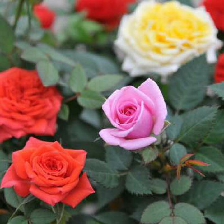 楽天市場 ミニバラ 薔薇 鉢植え 3 5号 販促 景品等に人気 色とりどり レッド ホワイト ピンク イエロー 鉢花 薔薇の苗 販売 通販 種類 母の日 花 ガーデニング岐阜緑園
