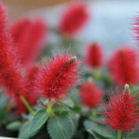 キャットテイル メメ 3.5号サイズ 鉢植え 赤 猫のしっぽみたいなお花 鉢花 レッド 常緑多年草 販売 通販 種類