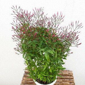 ジャスミン 鉢 生花の通販 価格比較 価格 Com ジャスミン 鉢 生花の通販 価格比較 価格 Com