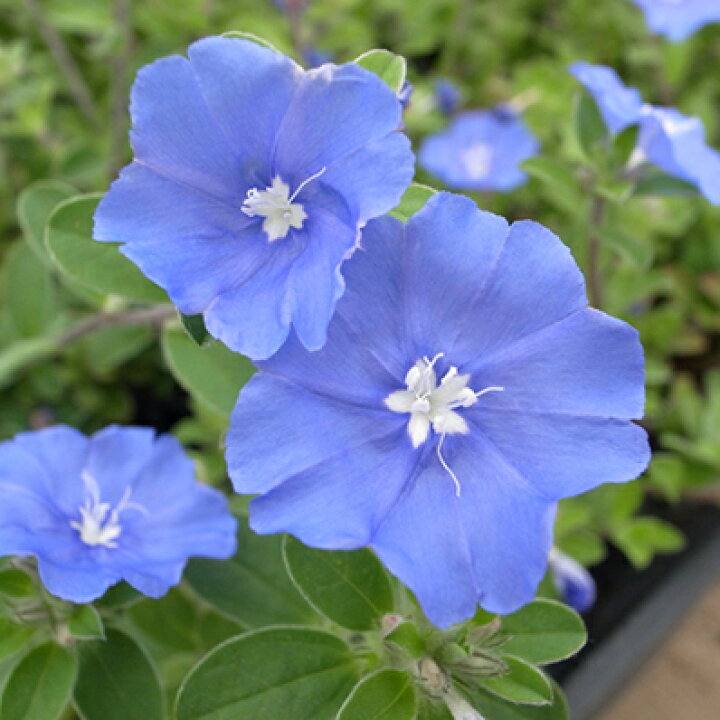 楽天市場 クーポン利用で10 Off アメリカンブルー 苗 ブルーの花が咲くアメリカンブルー 夏の花 おしゃれ アメリカンブルー苗 花苗 母の日 花 ガーデニング岐阜緑園