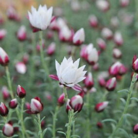 楽天市場 花の苗物 種類 植物 ペチュニア 人気ランキング161位 売れ筋商品