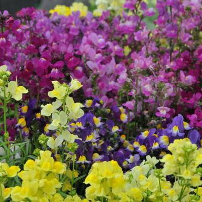 楽天市場 リナリア混色植え4号鉢植え 小さな金魚のような花 ガーデニング 花苗 カラフルな花色 姫金魚草とも呼ばれ人気の花 ゴマノハグサ科 販売 通販 種類 母の日 花 ガーデニング岐阜緑園