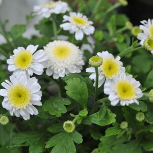 y}gJA cziL[gȔ̏ԁjyK[fjO@ԕcz