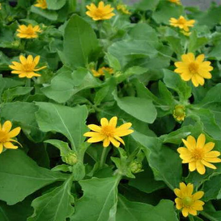 楽天市場 メランポジューム 4株セット 暑さに強いメランポジューム苗 イエロー 黄色の花 母の日 花 ガーデニング岐阜緑園