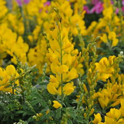 楽天市場 エニシダ5号 色鮮やかな黄色 鉢花 常緑低木 販売 通販 種類 イエロー 黄色 母の日 花 ガーデニング岐阜緑園